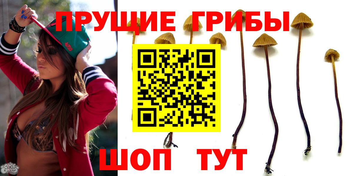 Галлюциногенные грибы Psilocybe Орск